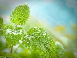 Vaporart Menta